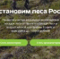 Волонтеры и экологисты Брянщины могут получить премию за помощь в восстановлении лесов - Газета Вперёд