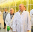 Брянский тепличный комбинат «Журиничи» активно развивается - Газета Вперёд